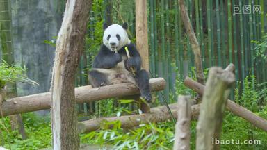 大熊猫在树吃竹子大餐4K实拍